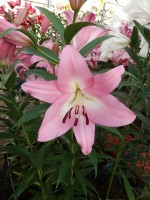 [5198 Crisana VH No01.JPG]